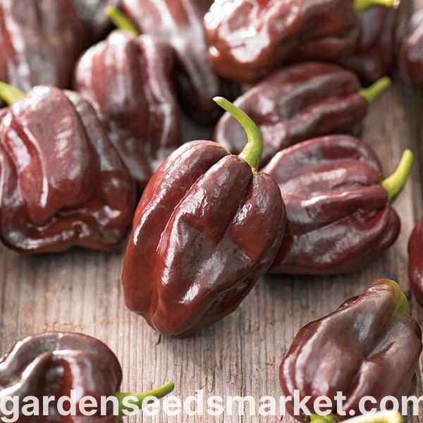 Daftar Habanero Terbaik: Pilihan Terbaru untuk Percobaan Anda