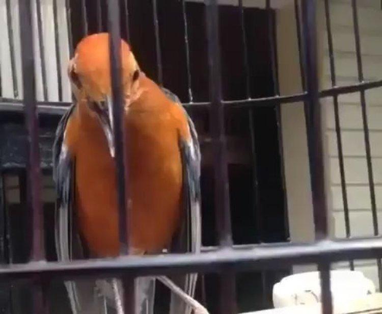 Tips Gacor Terjitu Untuk Burung Kesayangan Anda