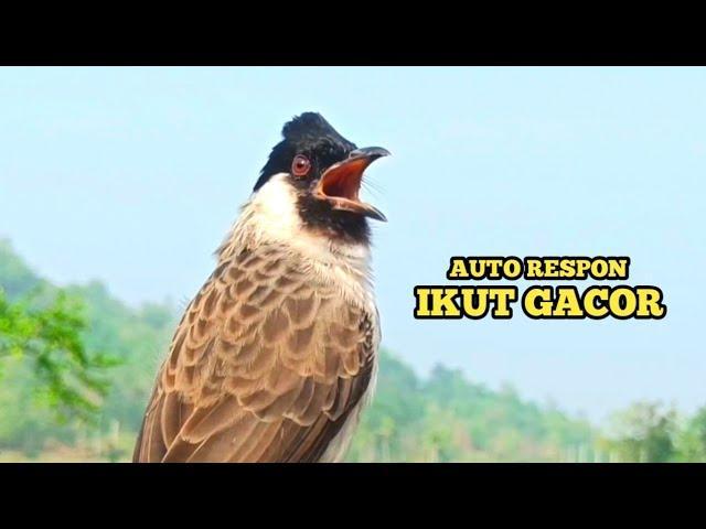 Agen Gacor Terbaik: Solusi Jitu untuk Mendapatkan Suara Burung Terbaik