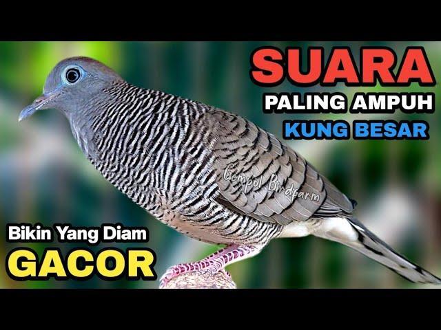 Agen Gacor Terbaik: Solusi Jitu untuk Mendapatkan Suara Burung Terbaik