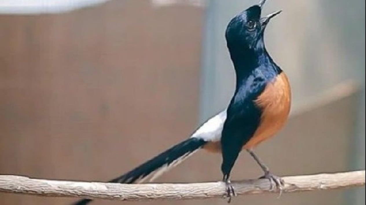 Tips Gacor Terjitu Untuk Burung Kesayangan Anda